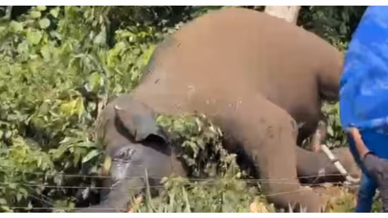 കോന്നിയിൽ കാട്ടാന ചെരിഞ്ഞ സംഭവം; കൈതത്തോട്ടം ഉടമക്കെതിരെ കേസെടുത്ത് വനംവകുപ്പ്; പോസ്റ്റ്മോർട്ടം റിപ്പോർട്ട് 