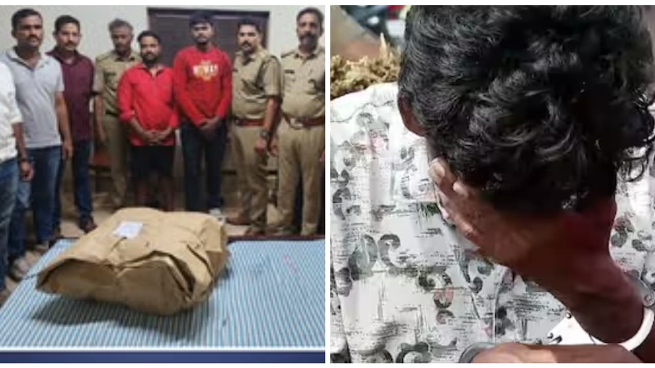 തൃശൂരിലാണേൽ 'ഒറിയൻ സ്പെഷ്യൽ', കണ്ണൂരിലെ ടൂറിസ്റ്റ് ഹോമിൽ 'മേഡ് ഇൻ ഒഡീഷ'; പിടിച്ചത് 15 കിലോയോളം കഞ്ചാവ് തൃശൂരിലാണേൽ 'ഒറിയൻ സ്പെഷ്യൽ', കണ്ണൂരിലെ ടൂറിസ്റ്റ് ഹോമിൽ 'മേഡ് ഇൻ ഒഡീഷ'; പിടിച്ചത് 15 കിലോയോളം കഞ്ചാവ്