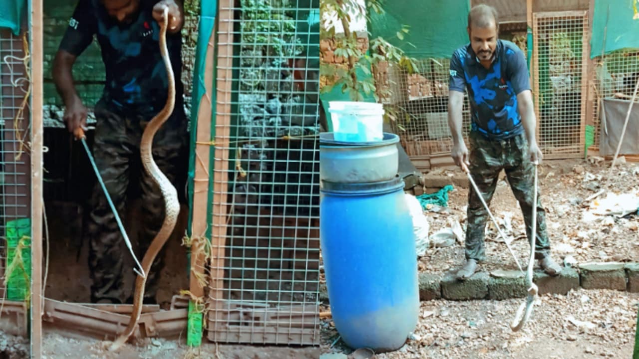 മുട്ടകൾ കാണാതാവുന്നത് പതിവ്, കള്ളനെ കണ്ടെത്തി ചിതറിയോടി വീട്ടുകാർ, പിടിയിലായത് ആറടി നീളമുള്ള മൂർഖൻ മുട്ടകൾ കാണാതാവുന്നത് പതിവ്, കള്ളനെ കണ്ടെത്തി ചിതറിയോടി വീട്ടുകാർ, പിടിയിലായത് ആറടി നീളമുള്ള മൂർഖൻ