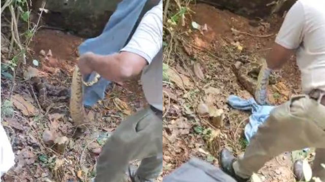 കുടുംബാരോഗ്യ കേന്ദ്രത്തിന്റെ പിന്നിൽ അസാധാരണ അനക്കം, കണ്ടെത്തിയത് വമ്പൻ മലമ്പാമ്പ്, വലയിലാക്കിയത് 4 മണിക്കൂറിൽ കുടുംബാരോഗ്യ കേന്ദ്രത്തിന്റെ പിന്നിൽ അസാധാരണ അനക്കം, കണ്ടെത്തിയത് വമ്പൻ മലമ്പാമ്പ്, വലയിലാക്കിയത് 4 മണിക്കൂറിൽ