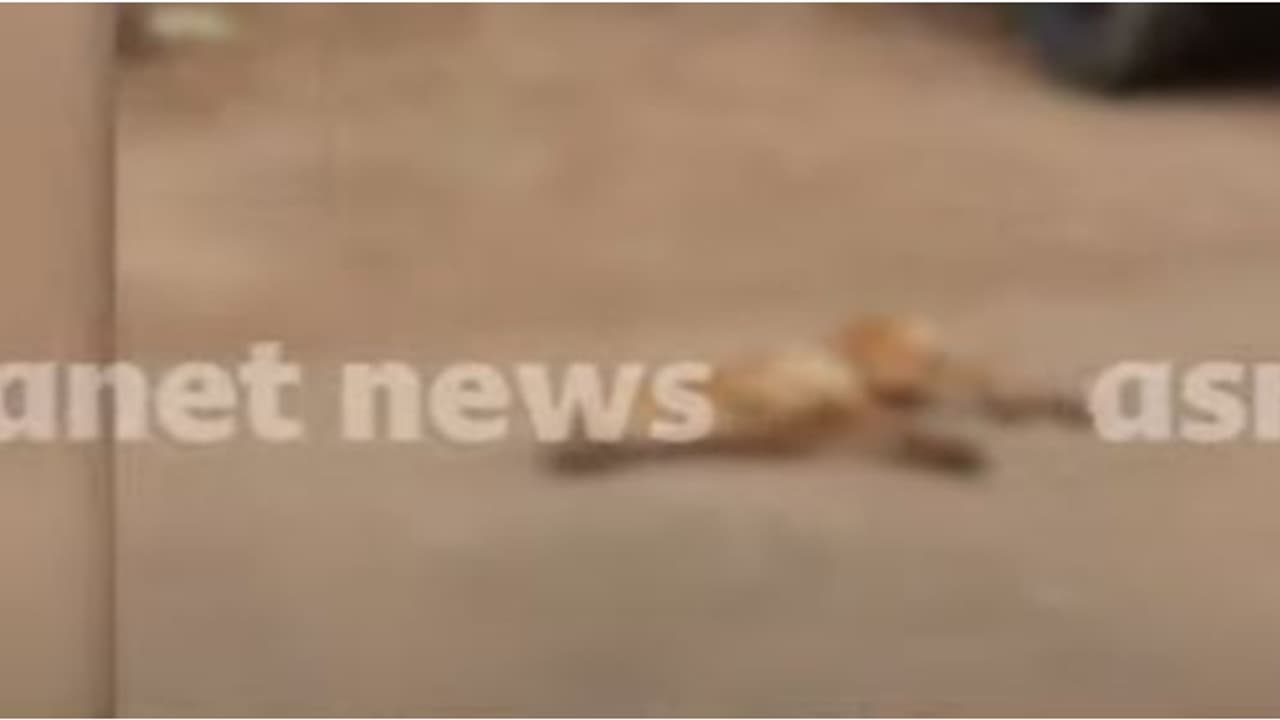 സംസ്ഥാനത്ത് തെരുവുനായ ആക്രമണം വീണ്ടും; കൊല്ലം അലയമൺ കരുകോണിൽ 11പേർക്ക് പരിക്ക്, നായയെ തല്ലിക്കൊന്നു സംസ്ഥാനത്ത് തെരുവുനായ ആക്രമണം വീണ്ടും; കൊല്ലം അലയമൺ കരുകോണിൽ 11പേർക്ക് പരിക്ക്, നായയെ തല്ലിക്കൊന്നു