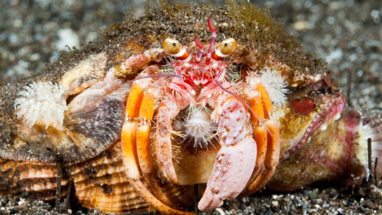 ഹോട്ടലിലെത്തിയ യുവാക്കളുടെ കയ്യിൽ ആറ് സ്യൂട്ട് കേസുകൾ, അസാധാരണ ശബ്ദം, പിടികൂടിയത് 160കിലോ സന്യാസി ഞണ്ട് ഹോട്ടലിലെത്തിയ യുവാക്കളുടെ കയ്യിൽ ആറ് സ്യൂട്ട് കേസുകൾ, അസാധാരണ ശബ്ദം, പിടികൂടിയത് 160കിലോ സന്യാസി ഞണ്ട്