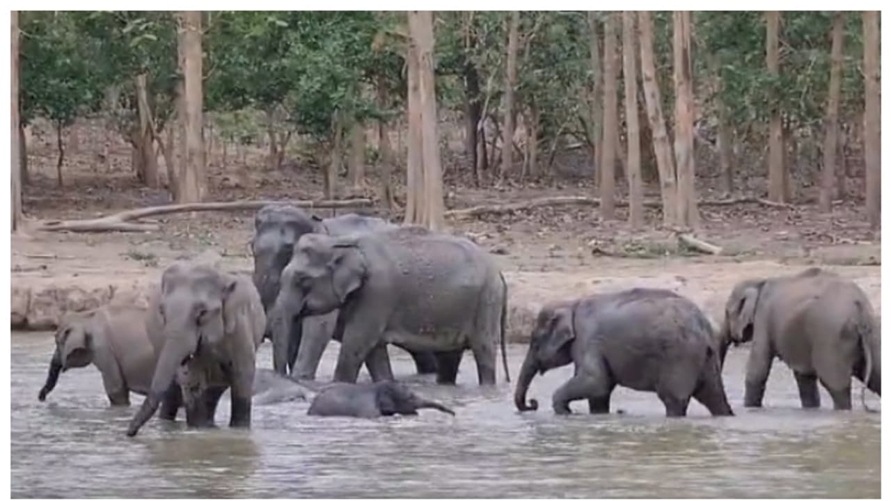 'ഈ സുരക്ഷ സ്വപ്നങ്ങളിൽ മാത്രം'; വെള്ളത്തിൽ കളിക്കുന്ന ആനക്കുട്ടിക്ക് ചുറ്റും കൊട്ട കെട്ടി ആനക്കൂട്ടം, വീഡിയോ 