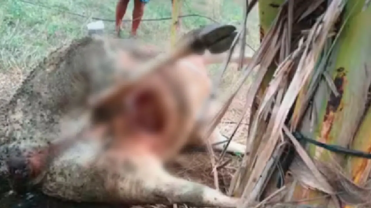 ಚಿಕ್ಕಮಗಳೂರು: ಮತ್ತೆ ಹಸುವಿನ ಕೆಚ್ಚಲು ಕತ್ತರಿಸಿದ ಕ್ರೂರಿಗಳು!