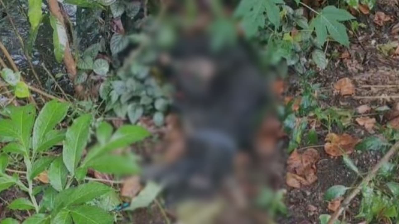 ആശങ്കയിൽ നാട്ടുകാർ; 12കാരിയെ ഉൾപ്പെടെ നിരവധി പേർക്ക് തെരുവുനായയുടെ കടിയേറ്റു, ആക്രമണത്തിന് ശേഷ നായ ചത്തു ആശങ്കയിൽ നാട്ടുകാർ; 12കാരിയെ ഉൾപ്പെടെ നിരവധി പേർക്ക് തെരുവുനായയുടെ കടിയേറ്റു, ആക്രമണത്തിന് ശേഷ നായ ചത്തു