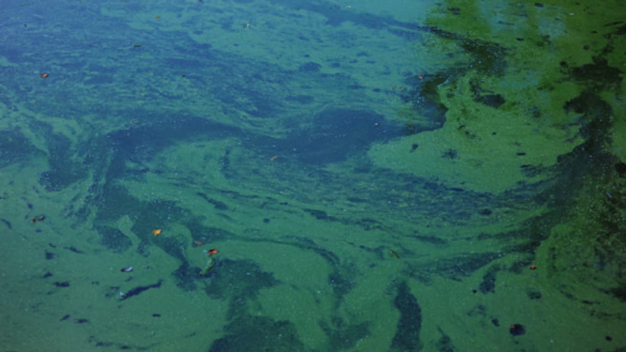 കടൽ ജീവികൾക്ക് മരണക്കെണിയൊരുക്കി വിഷ പ്ലവകങ്ങളുടെ അസാധാരണ വളർച്ച, നിറഞ്ഞത് 150 കിലോമീറ്റർ ദൂരത്ത്