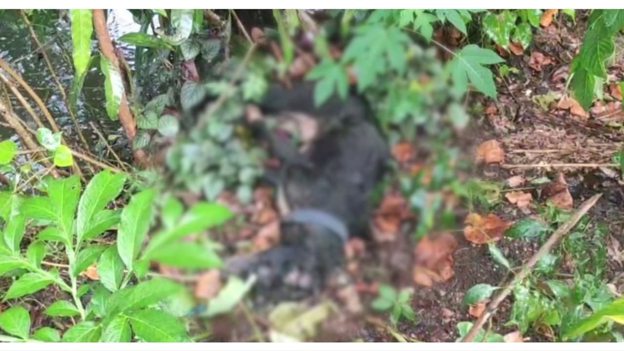 ഇന്നലെ രാത്രി 12കാരിയെ ആക്രമിച്ചു; രാവിലെ 5 പേർക്ക് കൂടി കടിയേറ്റു; തെരുവുനായ ചത്ത നിലയിൽ; ആശങ്കയിൽ ജനങ്ങള്‍