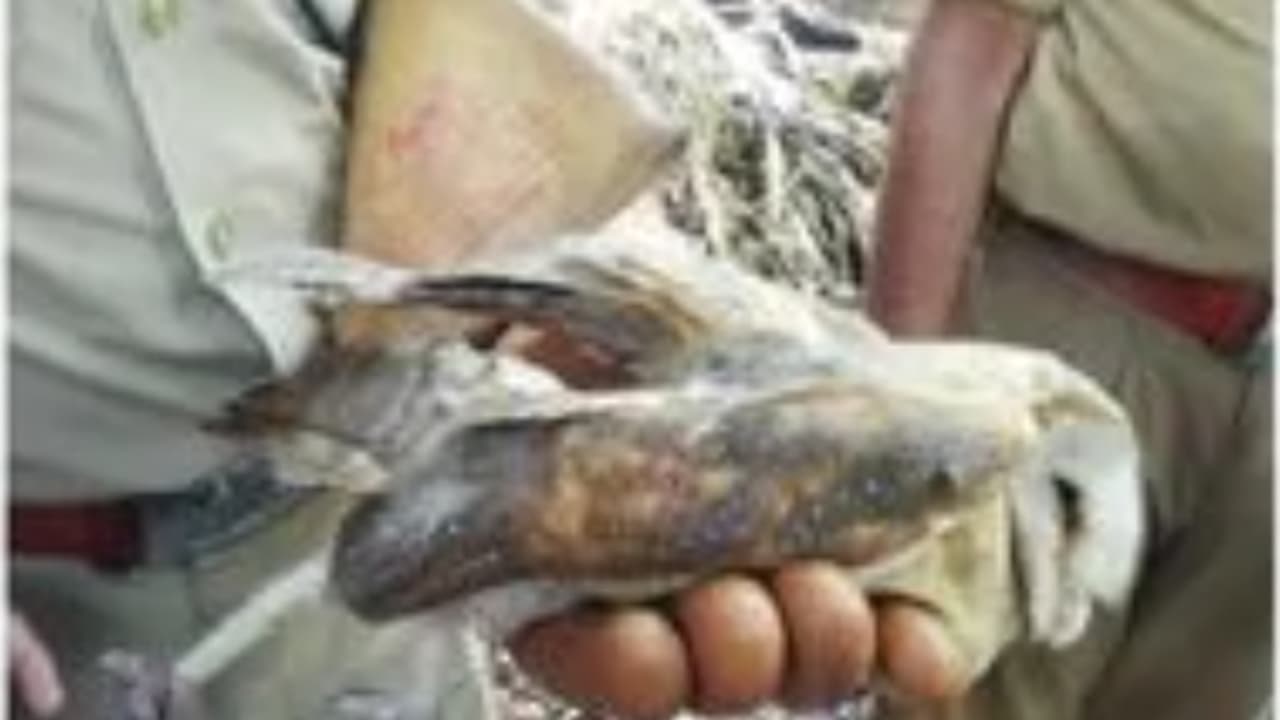 മരത്തിൽ നിന്ന് അസാധാരണ കരച്ചിലും ബഹളവും, നോക്കിയപ്പോൾ ഒരു മൂങ്ങ, കുടുങ്ങിക്കിടന്നത് പട്ടത്തിന്റെ നൂലിൽ മരത്തിൽ നിന്ന് അസാധാരണ കരച്ചിലും ബഹളവും, നോക്കിയപ്പോൾ ഒരു മൂങ്ങ, കുടുങ്ങിക്കിടന്നത് പട്ടത്തിന്റെ നൂലിൽ