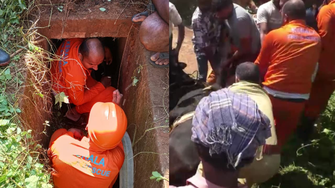 സ്ലാബിട്ട ഓടയ്ക്ക് അകത്തുനിന്ന് അവ്യക്തമായ കരിച്ചിൽ, ഓടയിൽ കുടുങ്ങിയ പശുവിനെ നീണ്ട പരിശ്രമത്തിൽ രക്ഷിച്ചു സ്ലാബിട്ട ഓടയ്ക്ക് അകത്തുനിന്ന് അവ്യക്തമായ കരിച്ചിൽ, ഓടയിൽ കുടുങ്ങിയ പശുവിനെ നീണ്ട പരിശ്രമത്തിൽ രക്ഷിച്ചു