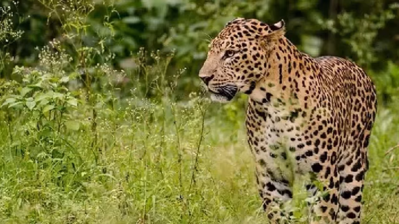 കബനിഗിരിയിലെ പുലി കുടുങ്ങുമോ? പുലി പ്രദേശം വിട്ടുപോയിട്ടില്ലെന്ന് നിഗമനം, കൂട് സ്ഥാപിച്ച് വനംവകുപ്പ് കബനിഗിരിയിലെ പുലി കുടുങ്ങുമോ? പുലി പ്രദേശം വിട്ടുപോയിട്ടില്ലെന്ന് നിഗമനം, കൂട് സ്ഥാപിച്ച് വനംവകുപ്പ്