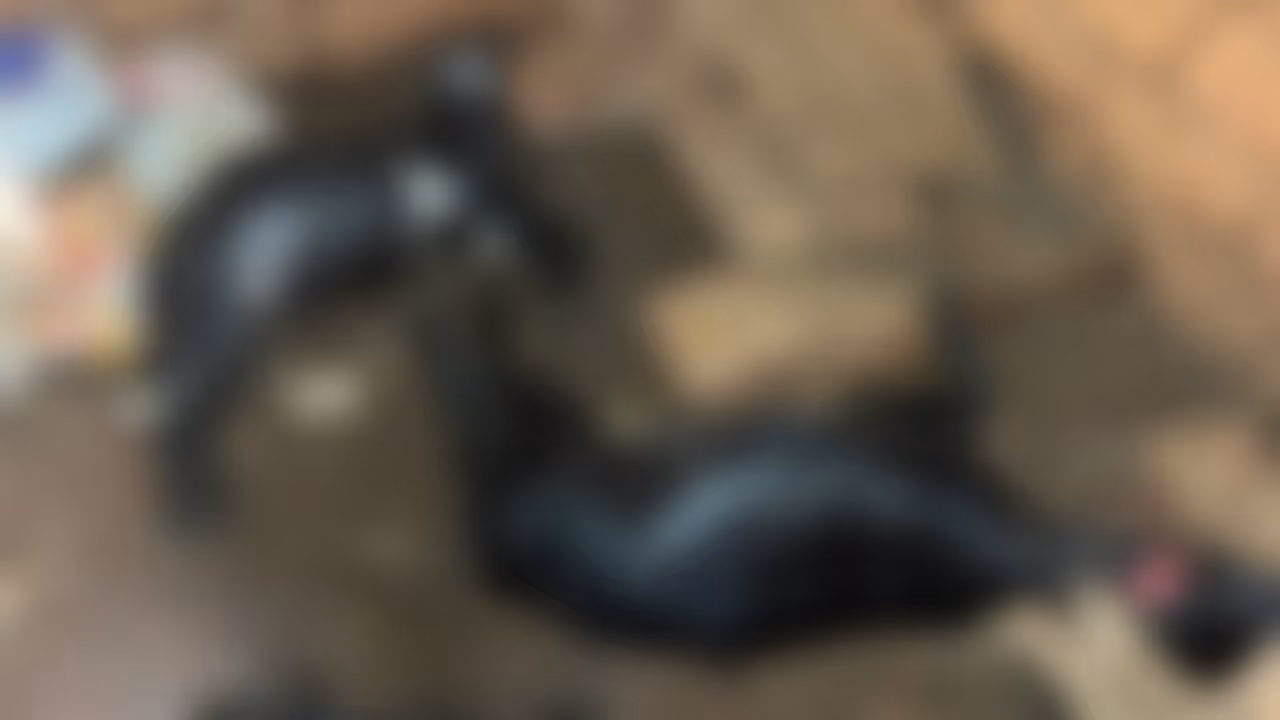 ഗര്‍ഭിണികളായ ആടുകളെയും ആട്ടിൻകുട്ടിയെയും കടിച്ചുകൊന്ന് തെരുവുനായകൾ; അകത്തുകയറിയത് കൂടിന്‍റെ വാതില്‍ തകർത്ത്