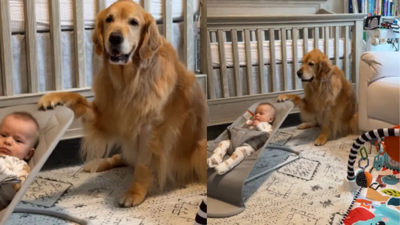 ಮಗುವಿನ ತೊಟ್ಟಿಲು ತೂಗುತ್ತಿರುವ ನಾಯಿ; ವಿಡಿಯೋ ವೈರಲ್ ಬೆನ್ನಲ್ಲೇ 3 ಮಿಲಿಯನ್‌ ತಲುಪಿದ ಫಾಲೋವರ್ಸ್!