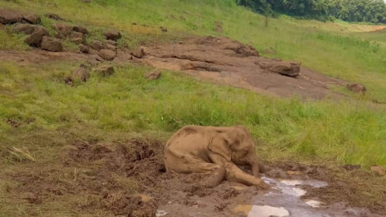 പീച്ചി ഡാം റിസർവേയറിൽ കാട്ടാന പ്രസവിച്ചത് ചെളിക്കുണ്ടിൽ, കുട്ടിയാന കുടുങ്ങി