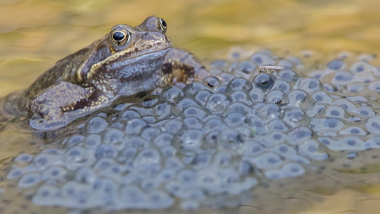 അൽഷിമേഴ്സ്, ക്യാൻസർ ഗവേഷണത്തിനായി തവളയുടെ ഭ്രൂണം എത്തിച്ചു, അമേരിക്കയിൽ ശാസ്ത്രജ്ഞയ്ക്ക് നാടുകടത്തൽ ഭീഷണി