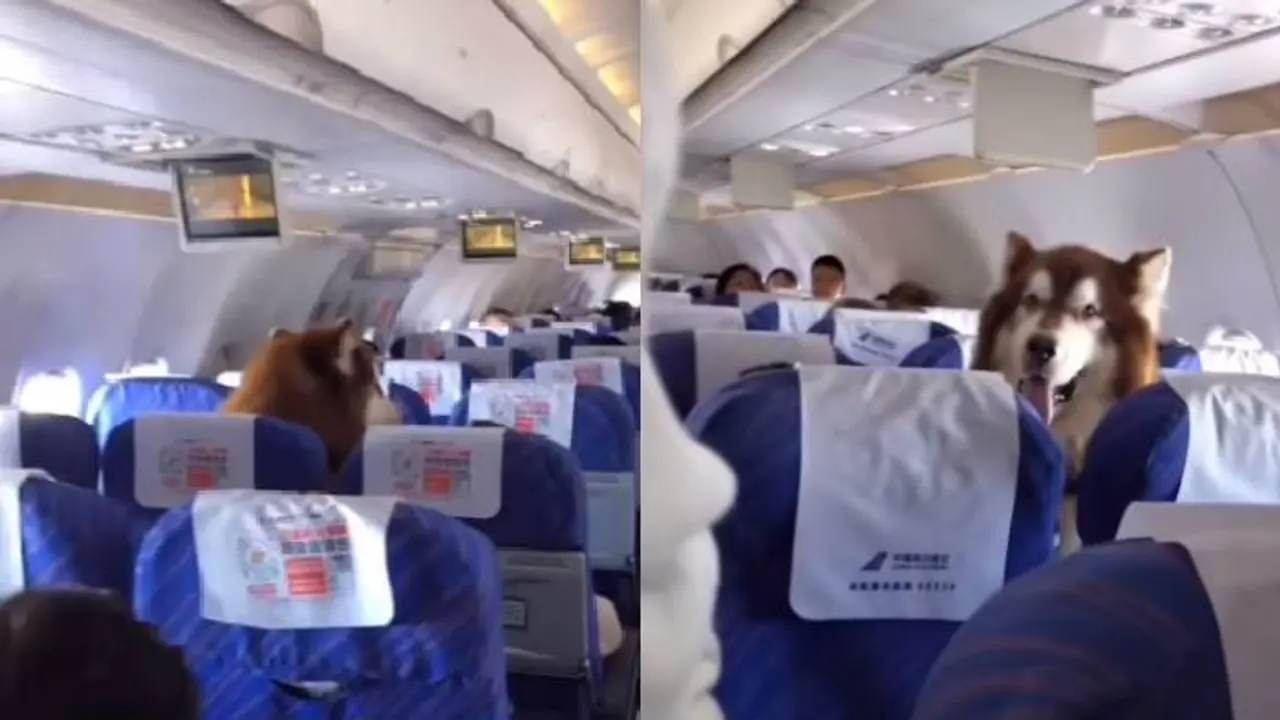 മനുഷ്യരേക്കാൾ നല്ല പെരുമാറ്റം, വിമാനത്തിൽ ഒരു അപ്രതീക്ഷിത അതിഥി, ഹൃദയം കവർന്ന് നായ