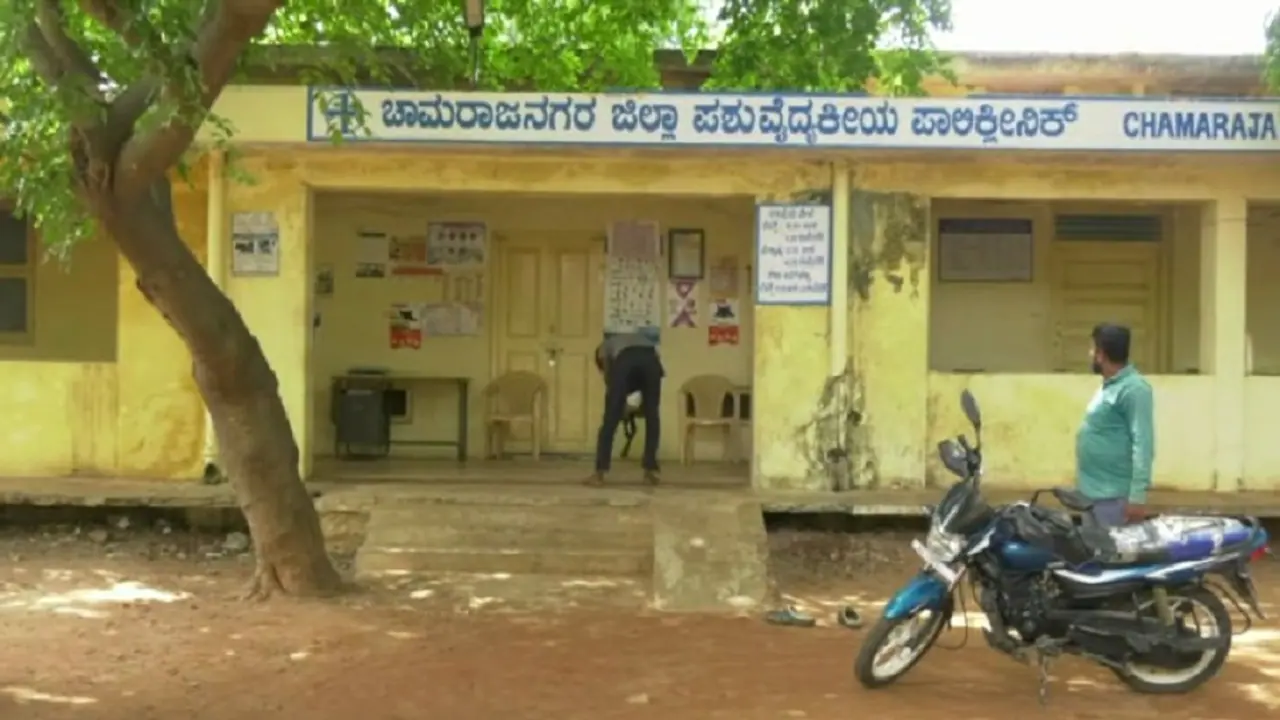 ಗಡಿನಾಡು ಚಾಮರಾಜನಗರದಲ್ಲಿ ಪಶು ವೈದ್ಯರ ಕೊರತೆ: 900ಕ್ಕೂ ಹೆಚ್ಚು ಜಾನುವಾರುಗಳ ಸಾವು!