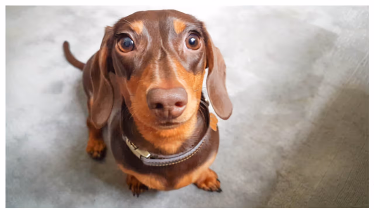 വളർത്ത് നായക്ക് ചോക്ലേറ്റ് കൊടുക്കാറുണ്ടോ? എങ്കിൽ സൂക്ഷിച്ചോളൂ വളർത്ത് നായക്ക് ചോക്ലേറ്റ് കൊടുക്കാറുണ്ടോ? എങ്കിൽ സൂക്ഷിച്ചോളൂ