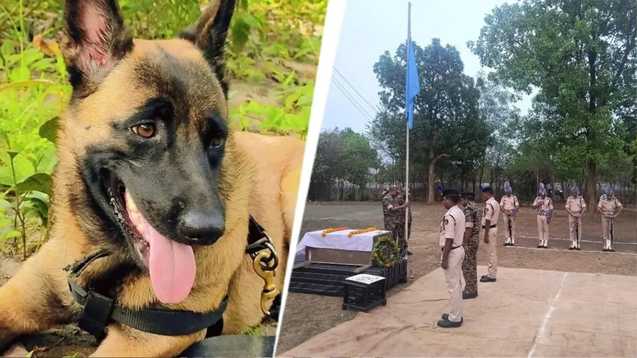 ಏಕಕಾಲದಲ್ಲಿ 200ಕ್ಕೂ ಅಧಿಕ ಜೇನುನೊಣಗಳ ದಾಳಿ, ನಕ್ಸಲ್‌ ಆಪರೇಷನ್‌ ವೇಳೆ ಪ್ರಾಣಬಿಟ್ಟ K9 Rolo