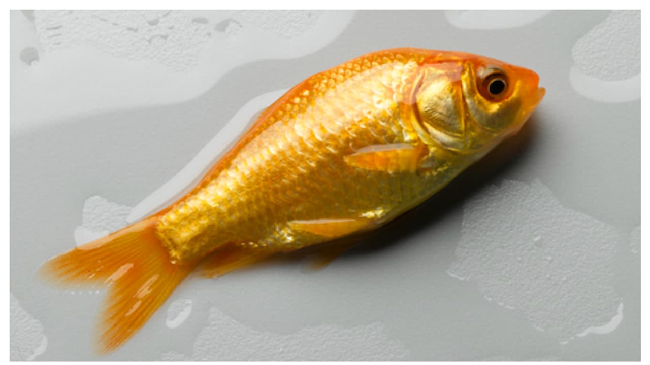 ഗോൾഡ് ഫിഷ് നന്നായി വളരാൻ ഇങ്ങനെ ചെയ്താൽ മതി ഗോൾഡ് ഫിഷ് നന്നായി വളരാൻ ഇങ്ങനെ ചെയ്താൽ മതി