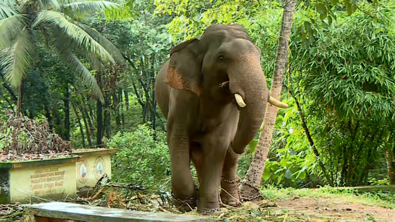 കാളികാവിലെ കടുവാ ദൗത്യത്തിനിടെ അപ്രതീക്ഷിത സംഭവം; കുംകിയാന കുഞ്ചു പാപ്പാനെ എടുത്തെറിഞ്ഞു, ഗുരുതര പരിക്ക്