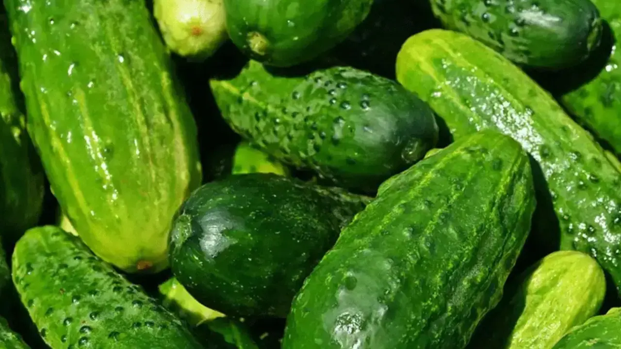 ಹುಣಸೂರು ಬಸ್ ನಿಲ್ದಾಣದಲ್ಲಿ ಸೌತೆಕಾಯಿ ಮಾರಾಟ ನಿಷೇಧ! ಕಾರಣವೇನು ಗೊತ್ತಾ?