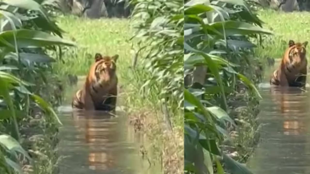 tiger spotted in pilibhit farm viral video tiger bathes in tubewell water up news