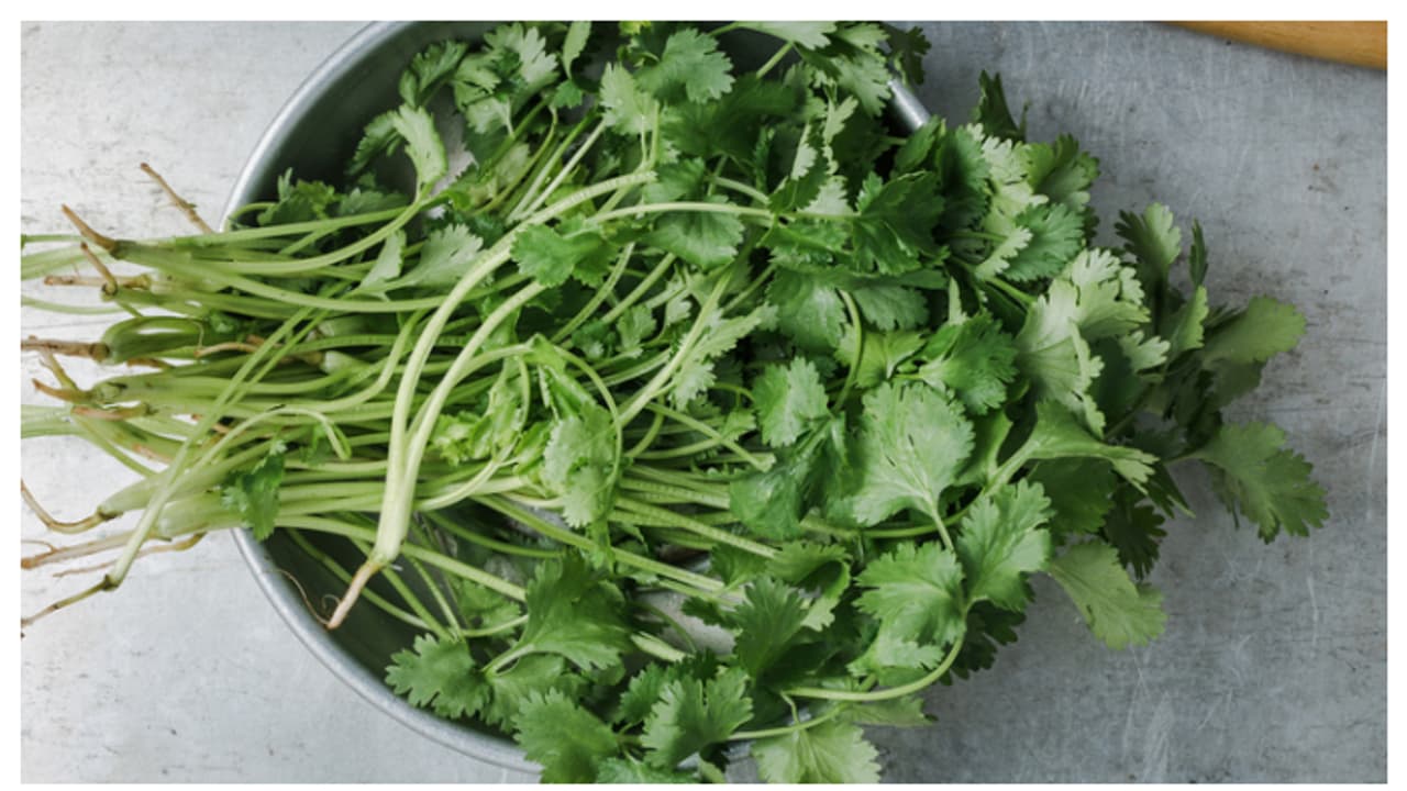 വെറും 40 ദിവസം കൊണ്ട് മല്ലിയില വീട്ടിൽ വളർത്താം; വെള്ളം മാത്രം മതി വെറും 40 ദിവസം കൊണ്ട് മല്ലിയില വീട്ടിൽ വളർത്താം; വെള്ളം മാത്രം മതി