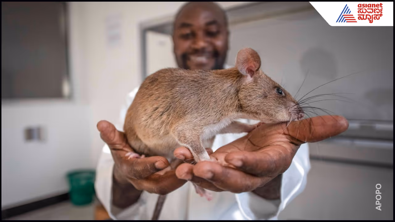 4 ಲಕ್ಷ ಜನರ ಜೀವ ಉಳಿಸಿದ ಇಲಿಗೆ ನಿವೃತ್ತಿ: ಭಾವುಕ ಬೀಳ್ಕೊಡುಗೆ ರೋಚಕ ಕಥೆ ಇಲ್ಲಿದೆ...