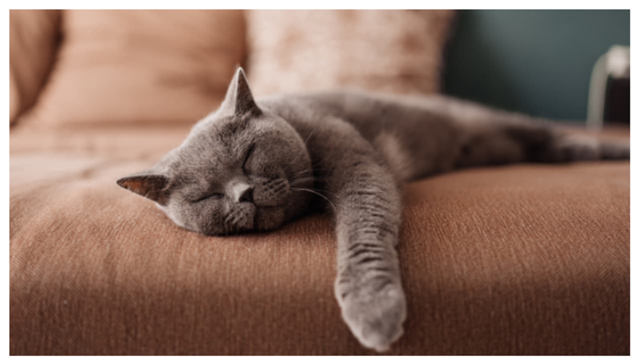 വളർത്ത് പൂച്ച രാത്രി ഉറക്കം എണീക്കാറുണ്ടോ? എങ്കിൽ ഇതാണ് കാരണം വളർത്ത് പൂച്ച രാത്രി ഉറക്കം എണീക്കാറുണ്ടോ? എങ്കിൽ ഇതാണ് കാരണം