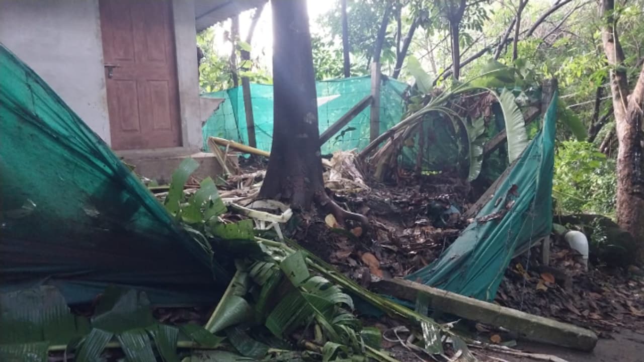 കാട്ടാനയ്ക്കെന്ത് വാഴത്തോട്ടം! ശല്യം സഹിക്കവയ്യാതെ ജനങ്ങൾ, ഓടിച്ച് വിട്ടാലും രക്ഷയില്ല