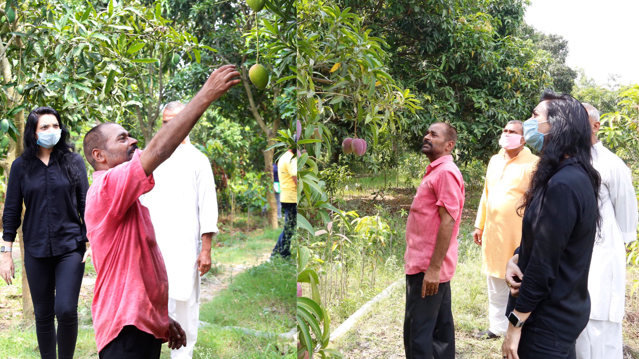 bhagalpur jardalu aam gi tag mango man ashok chaudhary has modi mango bhagalpur jardalu aam gi tag mango man ashok chaudhary has modi mango
