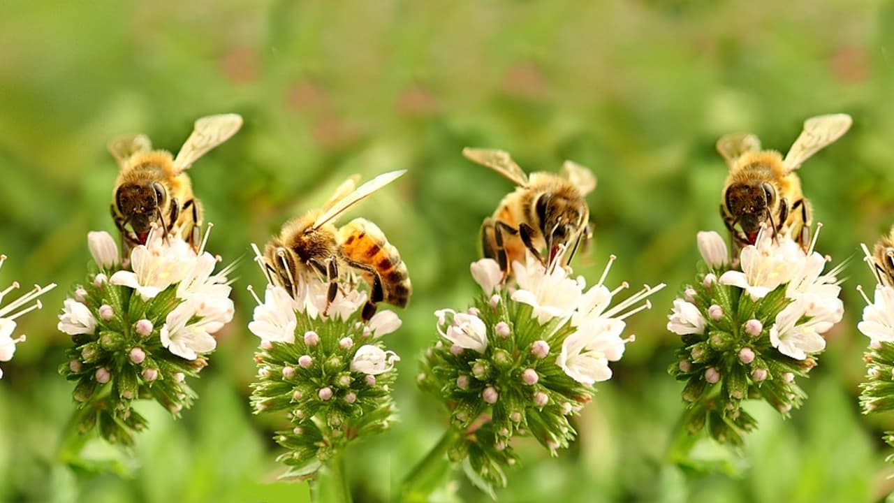 Bee Attack Brazil Bee Attack Brazil