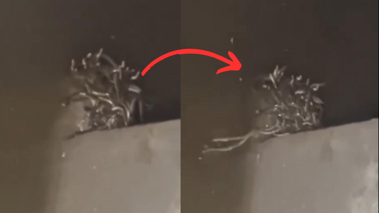 up maharajganj snakes in basement viral video snake rescue operation up maharajganj snakes in basement viral video snake rescue operation