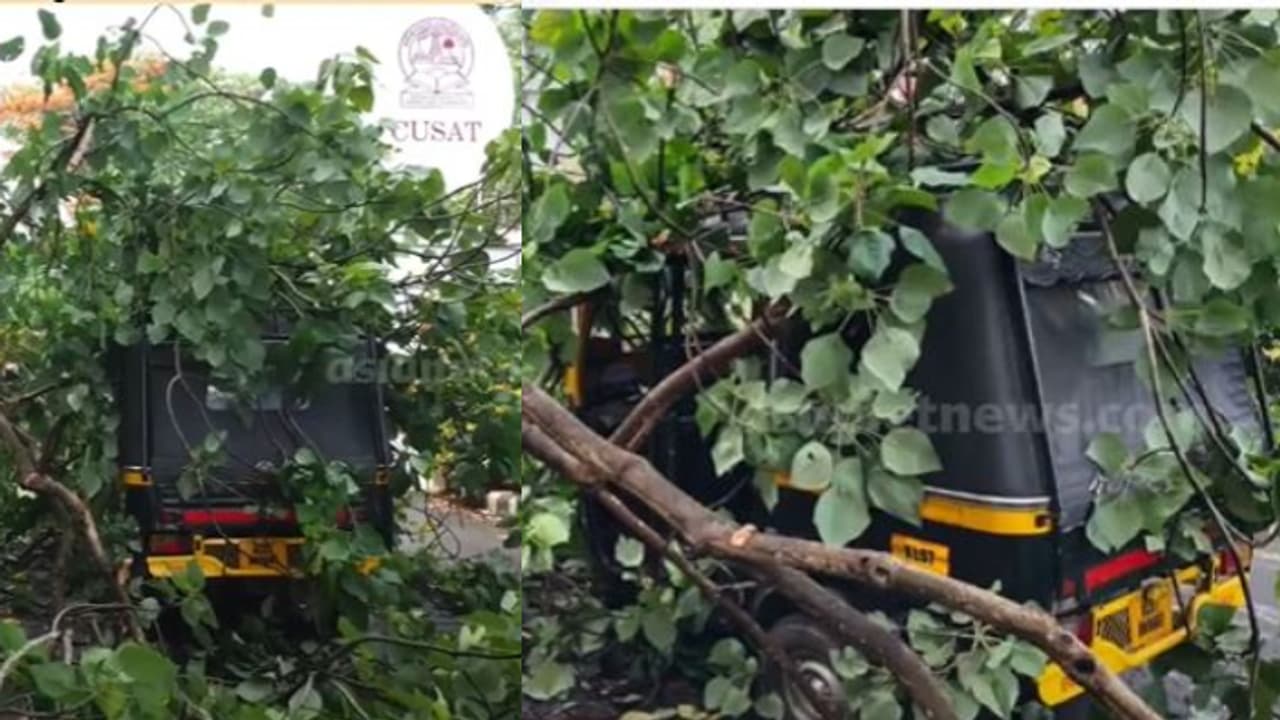 കൊച്ചിയിൽ ഓടിക്കൊണ്ടിരുന്ന ഓട്ടോയ്ക്ക് മുകളിലേക്ക് മരം കടപുഴകി വീണു; ഡ്രൈവറും യാത്രക്കാരും രക്ഷപ്പെട്ടു