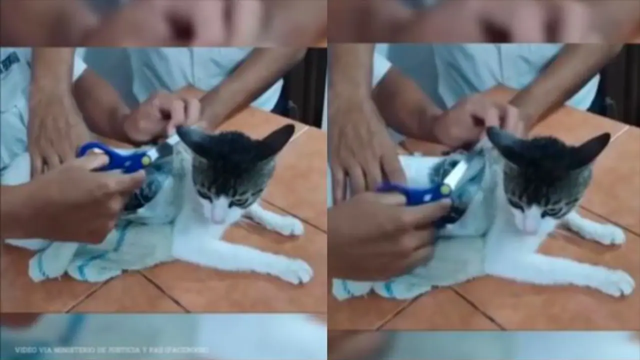 ಜೈಲಿಗೆ ಮಾದಕ ವಸ್ತುಗಳನ್ನು ಕಳ್ಳಸಾಗಣೆ ಮಾಡುತ್ತಿದ್ದ ಬೆಕ್ಕಿನ ಬಂಧನ 