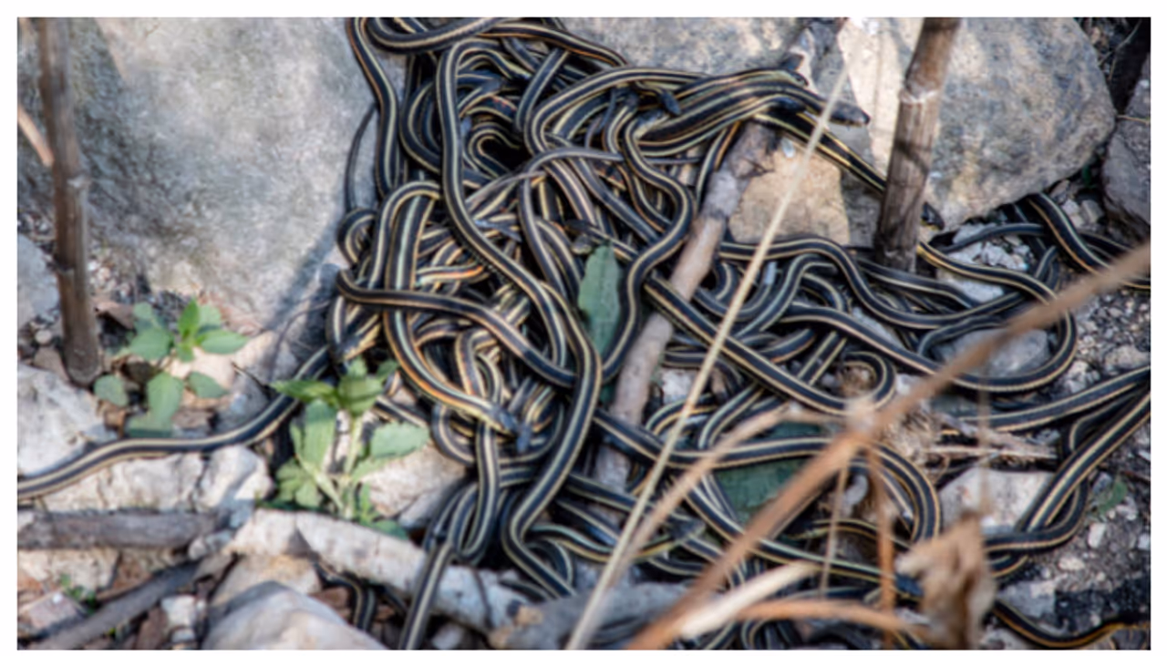 മനുഷ്യർ മാത്രമല്ല, ഇവിടെ പാമ്പുകളും ഹണിമൂൺ ആഘോഷിക്കാറുണ്ട് മനുഷ്യർ മാത്രമല്ല, ഇവിടെ പാമ്പുകളും ഹണിമൂൺ ആഘോഷിക്കാറുണ്ട്