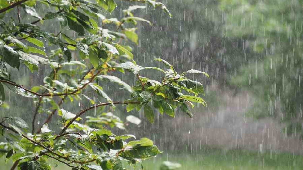 വടക്കൻ ജില്ലകളിൽ ഇന്നും മഴ കനക്കും; 2 ജില്ലകളിൽ ഓറഞ്ച്, മറ്റു രണ്ടു ജില്ലകളിൽ യെല്ലോ അലർട്ട് പ്രഖ്യാപിച്ചു വടക്കൻ ജില്ലകളിൽ ഇന്നും മഴ കനക്കും; 2 ജില്ലകളിൽ ഓറഞ്ച്, മറ്റു രണ്ടു ജില്ലകളിൽ യെല്ലോ അലർട്ട് പ്രഖ്യാപിച്ചു