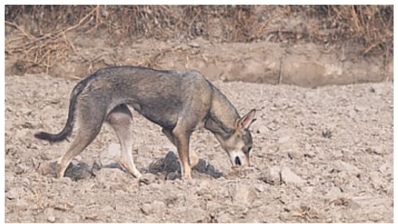 1940 കൾക്ക് ശേഷം ആദ്യമായി ദില്ലിയില് ഇന്ത്യന് ഗ്രേ വൂൾഫിനെ കണ്ടെത്തി, ജനിതക പരിശോധന വേണമെന്ന് വിദഗ്ദർ 1940 കൾക്ക് ശേഷം ആദ്യമായി ദില്ലിയില് ഇന്ത്യന് ഗ്രേ വൂൾഫിനെ കണ്ടെത്തി, ജനിതക പരിശോധന വേണമെന്ന് വിദഗ്ദർ