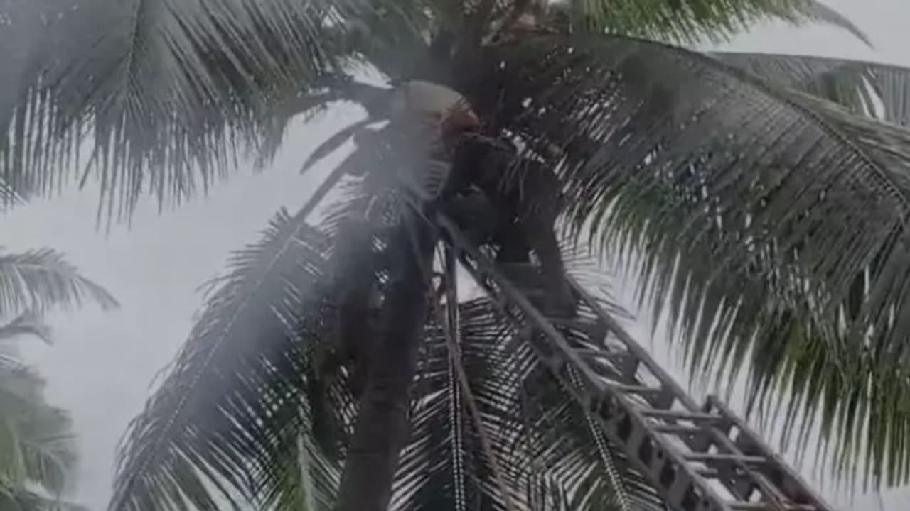 മലപ്പുറത്ത് തെങ്ങില്‍ കയറിയ ഗൃഹനാഥന് ദേഹാസ്വാസ്ഥ്യം; ഫയർഫോഴ്സെത്തി താഴെയിറക്കിയെങ്കിലും ജീവൻ രക്ഷിക്കാനായില്ല