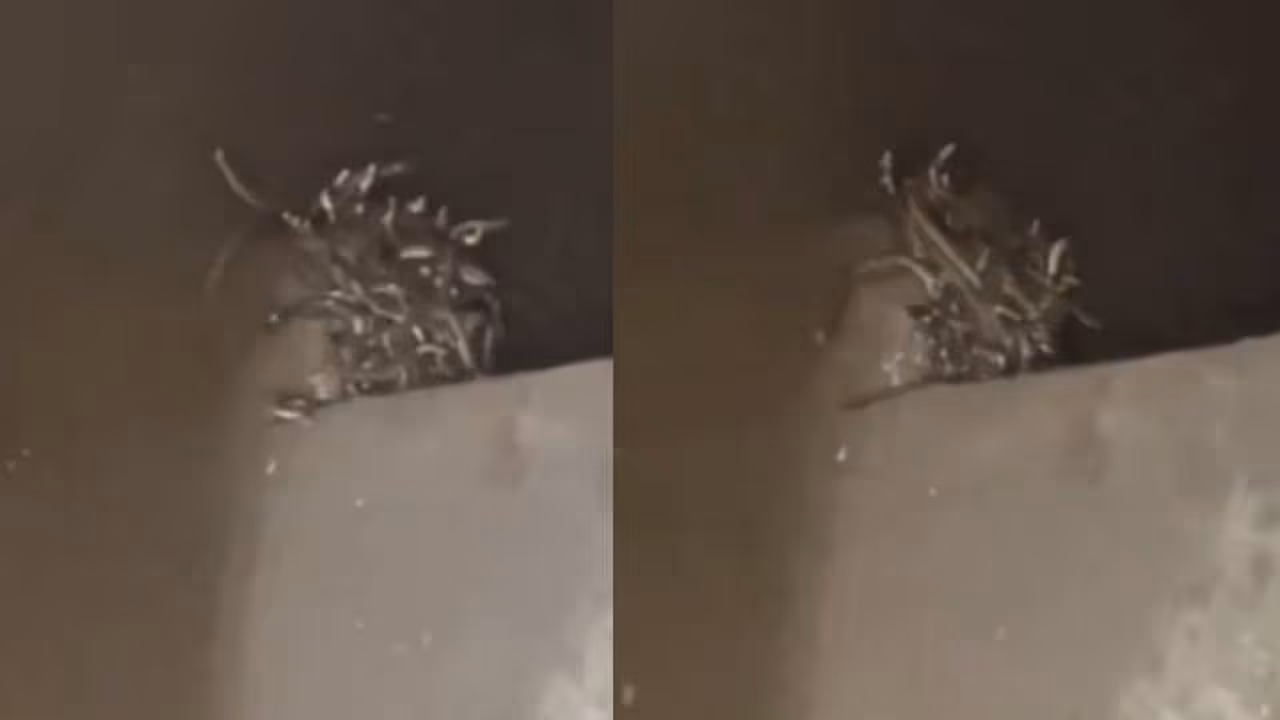 ആദ്യം കുളിമുറിയിൽ നിന്നും ശബ്ദം, തിരഞ്ഞിറങ്ങിയ വീട്ടുടമ ഞെട്ടി, ഒന്നും രണ്ടുമല്ല, 70 ലേറെ പാമ്പുകൾ 