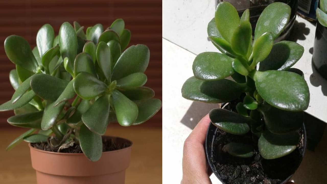 Jade Plants Tip