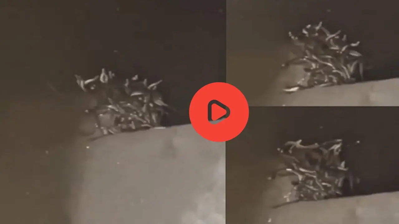 Shocking Video: ಬಾತ್‌ರೂಮ್‌ನಲ್ಲಿ 'ಬುಸ್‌' ಶಬ್ದ ಕೇಳಿ ಮಾಲೀಕ ಅಲರ್ಟ್‌, ಟಾಯ್ಲೆಟ್‌ ಟ್ಯಾಂಕ್‌ ತೆಗೆದ್ರೆ ಇತ್ತು ಹಾವಿನ ಹಿಂಡು