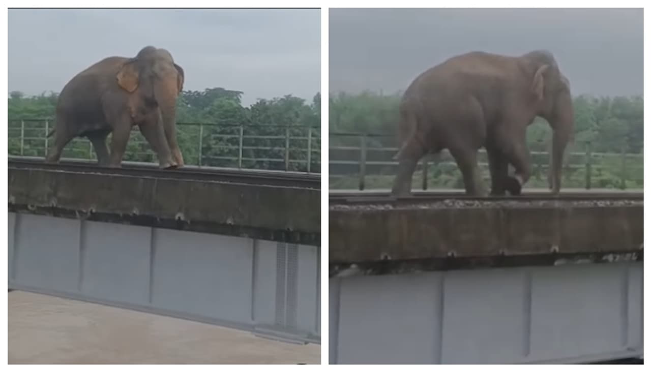 'ബലമുണ്ടോന്ന് ഞാൻ നോക്കട്ടെ'; ജിനാരി നദിക്ക് കുറുകെ പണിത പുതിയ റെയില് പാലത്തിലൂടെ നടക്കുന്ന ആന, വീഡിയോ വൈറൽ 'ബലമുണ്ടോന്ന് ഞാൻ നോക്കട്ടെ'; ജിനാരി നദിക്ക് കുറുകെ പണിത പുതിയ റെയില് പാലത്തിലൂടെ നടക്കുന്ന ആന, വീഡിയോ വൈറൽ