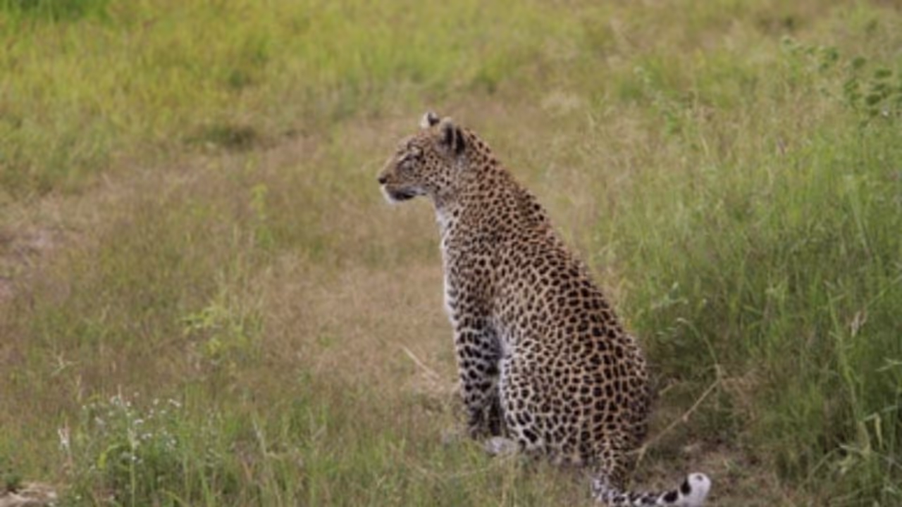 കൃഷ്ണൻ്റെ വീട്ടിൽ നാലാം തവണയും പുലി; വീട്ടുകാരുടെ മുന്നിൽ വെച്ച് വളർത്തു നായയെ പിടിച്ചു, ഭീതിയിൽ നാട്ടുകാർ കൃഷ്ണൻ്റെ വീട്ടിൽ നാലാം തവണയും പുലി; വീട്ടുകാരുടെ മുന്നിൽ വെച്ച് വളർത്തു നായയെ പിടിച്ചു, ഭീതിയിൽ നാട്ടുകാർ