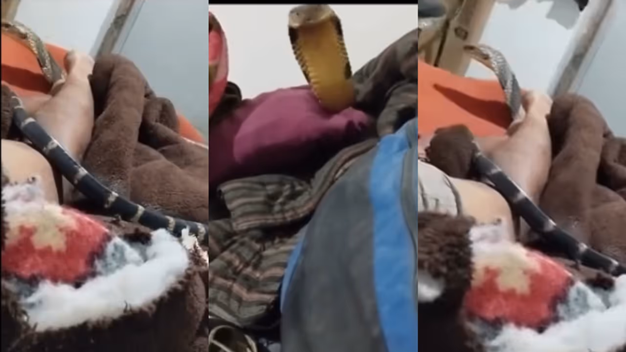 കാലിൽ തണുപ്പ്, ഉറക്കച്ചടവിൽ കണ്ണുതുറന്ന് കണ്ട കാഴ്ചയിൽ ആരും ഭയക്കും, ശാന്തനായി രാജവെമ്പാലയുടെ വീഡിയോ പക‍ർത്തി