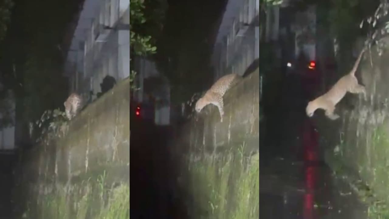 ഒരു പുലിയല്ലേ ആ പോകുന്നത്; സ്കൂളിൽ മതിലിൽ നിന്ന് ചാടി സമീപത്തെ പറമ്പിലേക്ക്, സുൽത്താൻ ബത്തേരിയിൽ വീണ്ടും പുലി