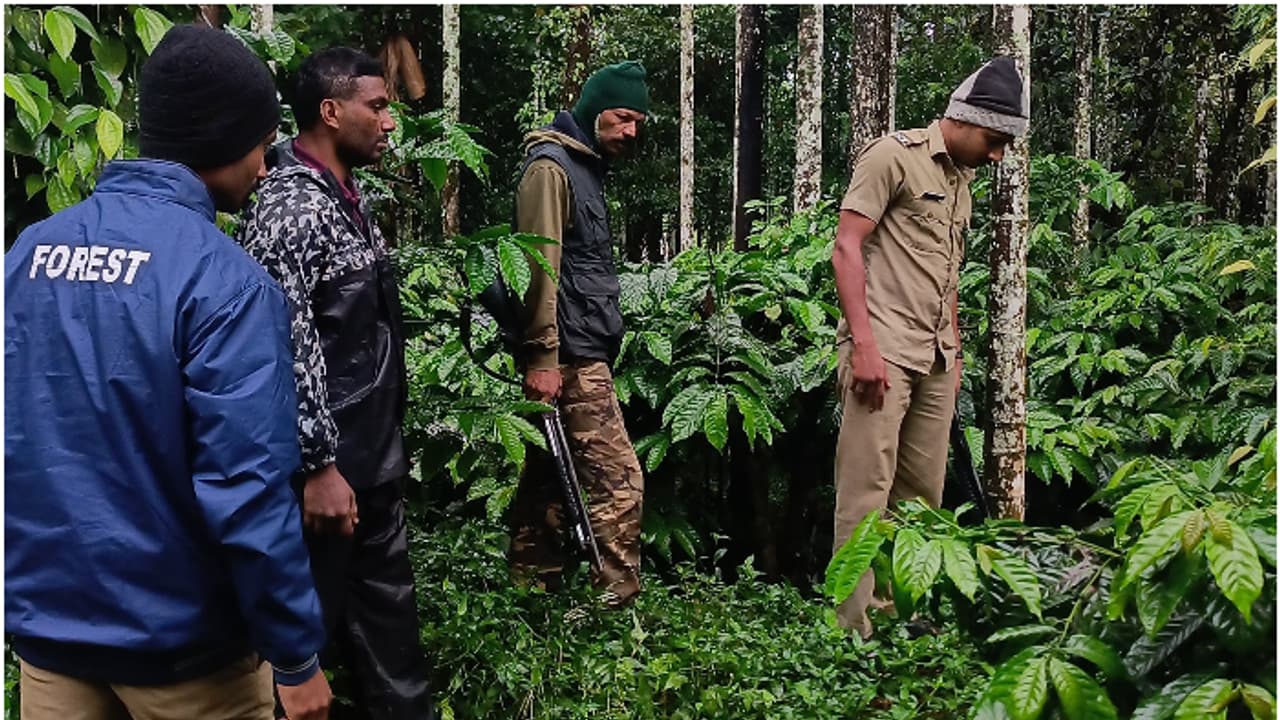 പെരുമഴയത്തും ബത്തേരിയിൽ പുലിക്കായി വ്യാപക തിരച്ചിൽ; മറഞ്ഞിരിക്കാൻ കഴിയുന്ന കുറ്റിക്കാടുകൾ വെല്ലുവിളി പെരുമഴയത്തും ബത്തേരിയിൽ പുലിക്കായി വ്യാപക തിരച്ചിൽ; മറഞ്ഞിരിക്കാൻ കഴിയുന്ന കുറ്റിക്കാടുകൾ വെല്ലുവിളി