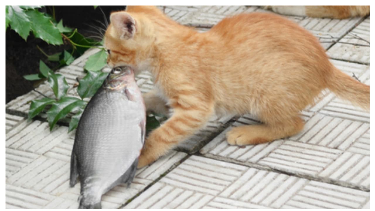 മീനിന്റെയും എലിയുടെയും പിന്നാലെ പൂച്ചകൾ പായുന്നതിന്റെ കാരണം ഇതാണ് 