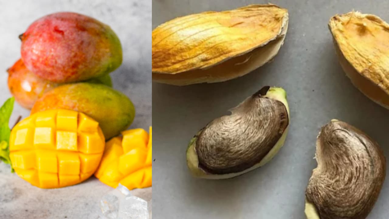 മാമ്പഴ വിത്ത് ഡയറ്റില് ഉള്പ്പെടുത്തൂ, അറിയാം അഞ്ച് ഗുണങ്ങള് മാമ്പഴ വിത്ത് ഡയറ്റില് ഉള്പ്പെടുത്തൂ, അറിയാം അഞ്ച് ഗുണങ്ങള്