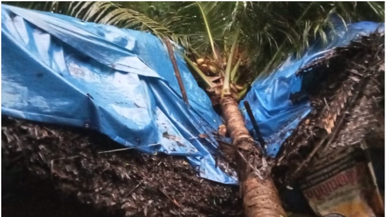 മരണവീട്ടിൽ അപകടം; തൃശ്ശൂരിൽ കാറ്റിലും മഴയിലും തെങ്ങ് കടപുഴകി വീടിന് മുകളിൽ പതിച്ചു, 3 കുട്ടികൾക്ക് പരിക്ക് മരണവീട്ടിൽ അപകടം; തൃശ്ശൂരിൽ കാറ്റിലും മഴയിലും തെങ്ങ് കടപുഴകി വീടിന് മുകളിൽ പതിച്ചു, 3 കുട്ടികൾക്ക് പരിക്ക്
